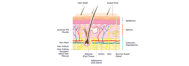 structure of skin diagram